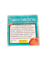 Load image into Gallery viewer, Seashells