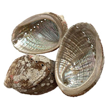 Load image into Gallery viewer, Abalone Shell