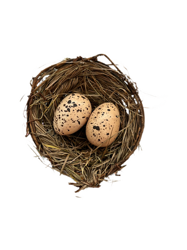 Bird nest with eggs or without