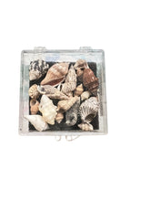 Load image into Gallery viewer, Seashells