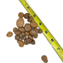 Load image into Gallery viewer, Mariam Jasper Tumbled Stone (Pebble Size): The Alchemist Stone