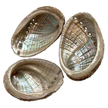 Load image into Gallery viewer, Abalone Shell