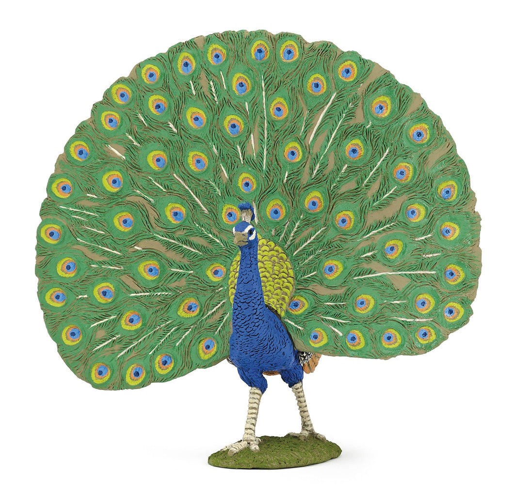 Peacock