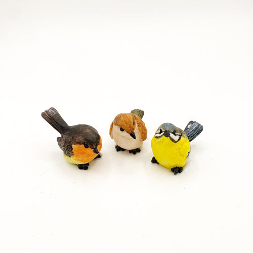 Robin birds