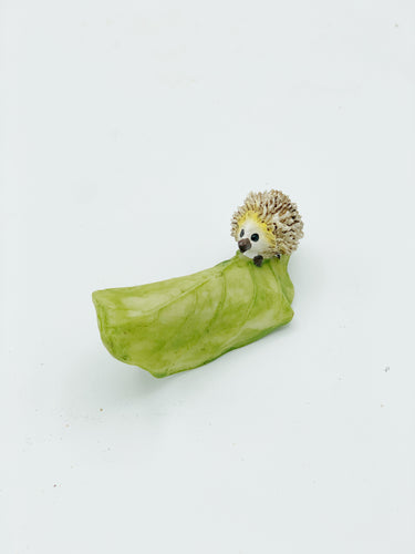 Hedgehog on leaf